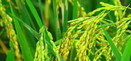 創(chuàng)新大米口感好，營養(yǎng)豐富！ 